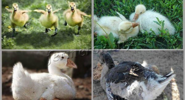 Proč týdenní housata onemocní a umírají, co dělat a co je třeba léčit